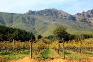 Rượu vang tân thế giới – vang Nam Phi cao cấp